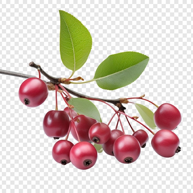 Owoce Serviceberry Wyizolowane Na Przezroczystym Tle