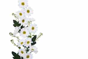 Bezpłatny plik PSD piękne kwiaty na białym tle