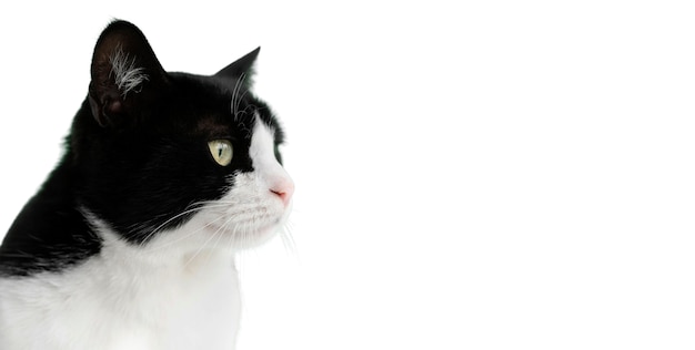 Bezpłatny plik PSD piękny portret kota na białym tle