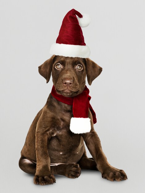 Portret cute puppy Labrador Retriever na sobie kapelusz Santa
