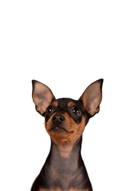 Portret ładny pies na białym tle