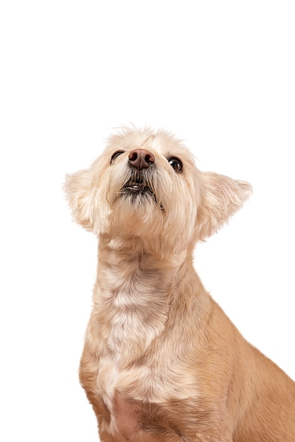 Bezpłatny plik PSD portret ładny pies na białym tle