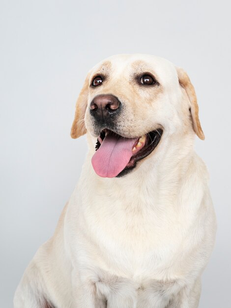 Portret psa Labrador Retriever