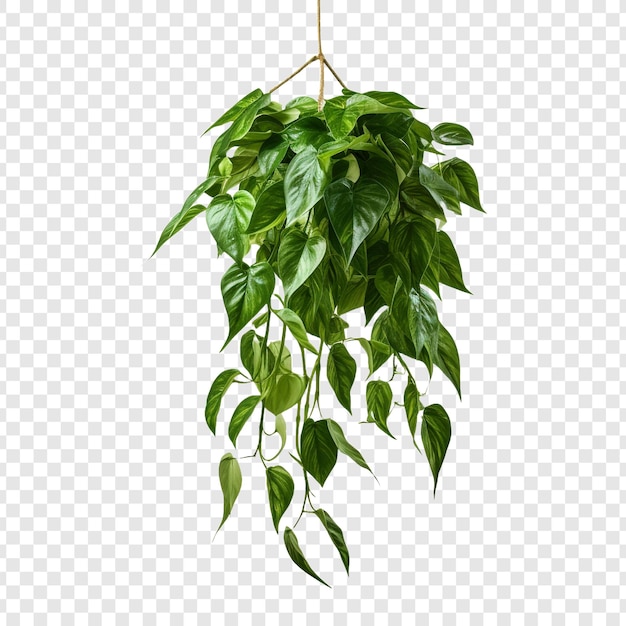 Pothos Epipremnum Aureum Kwiat Png Wyizolowany Na Przezroczystym Tle