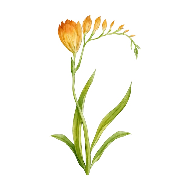 Bezpłatny plik PSD projekt kwiatów botanicznych