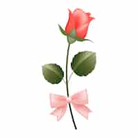 Bezpłatny plik PSD realistyczna róża miłosna ze wstążką