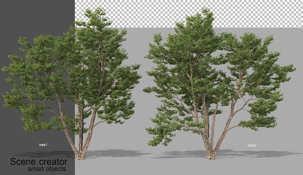 Renderowania 3d różnych typów drzew na białym tle