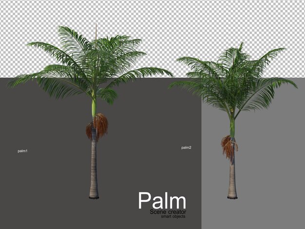 Różne Rodzaje Palm Premium Psd
