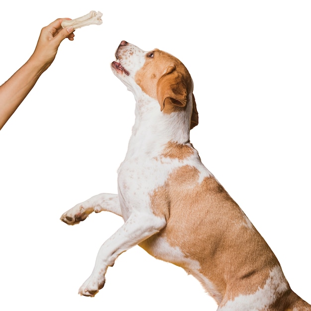 Bezpłatny plik PSD Śliczna scena z brązowym i białym psem