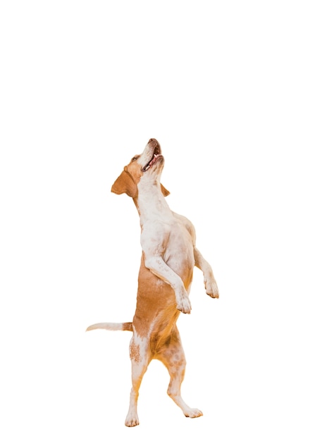 Bezpłatny plik PSD Śliczna scena z brązowym i białym psem