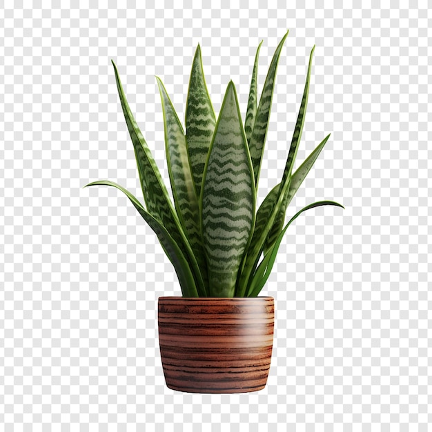 Bezpłatny plik PSD snake plant sansevieria trifasciata png wyizolowana na przezroczystym tle