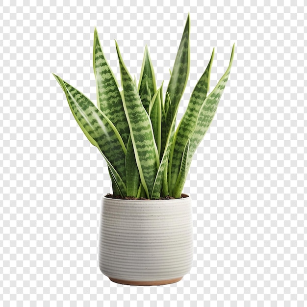 Snake Plant Sansevieria Trifasciata Png Wyizolowana Na Przezroczystym Tle