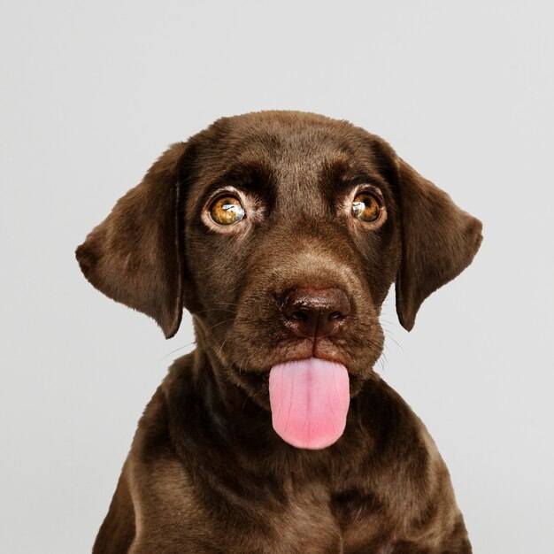 Urocza czekolada Labrador Retriever portret