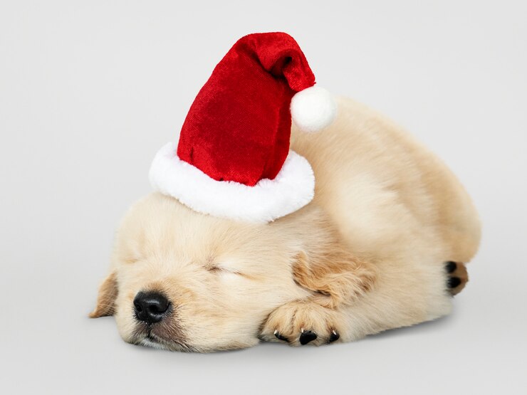 Bezpłatny plik PSD uroczy golden retriever szczeniaka dosypianie podczas gdy będący ubranym santa kapelusz