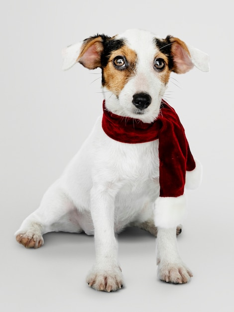 Uroczy Jack Russell Retriever szczeniak jest ubranym Bożenarodzeniowego szalika