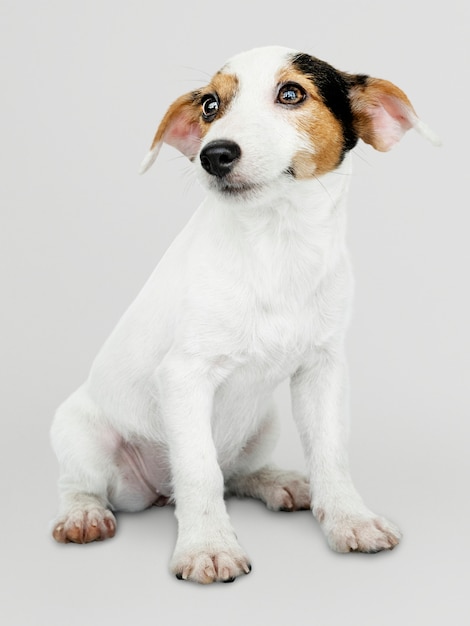 Uroczy Jack Russell Retriever szczeniaka portret