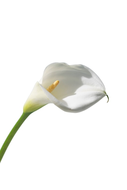 Bezpłatny plik PSD widok na piękny kwitnący kwiat lilii