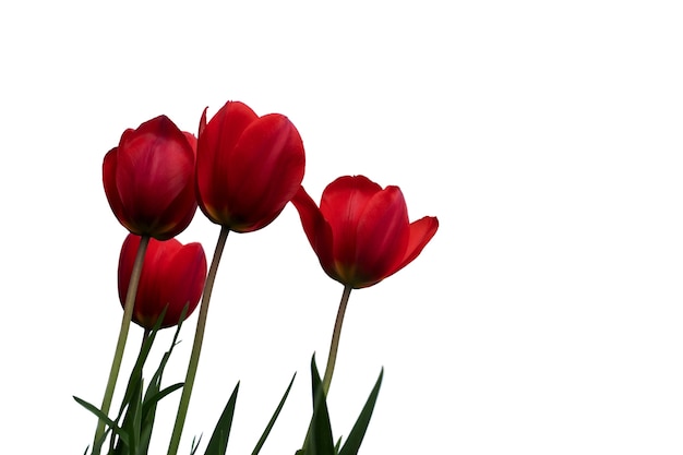 Widok na piękny kwitnący kwiat tulipana