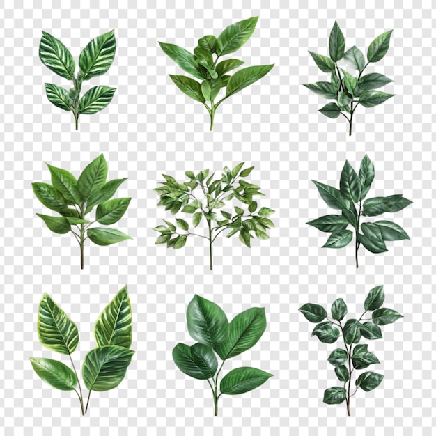 Zbiór dziewięciu zielonych liści Ilustracje botaniczne