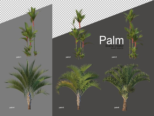 Zestaw aranżacji palmy