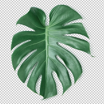 Zielony monstera liść na odosobnionej przezroczystości. tropikalni liście