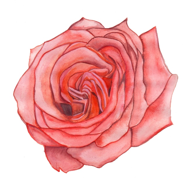 Abstrakcyjny element kwiatu Różowy tło akwarela Ilustracja Wysoka rozdzielczość Darmowe zdjęcie
