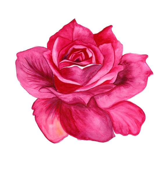 Abstrakcyjny element kwiatu Różowy tło akwarela Ilustracja Wysoka rozdzielczość Darmowe zdjęcie