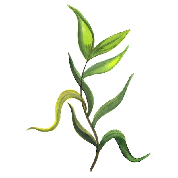 Abstrakcyjny element liścia Zielony akwarela Ilustracja tła Wysoka rozdzielczość Darmowe zdjęcie