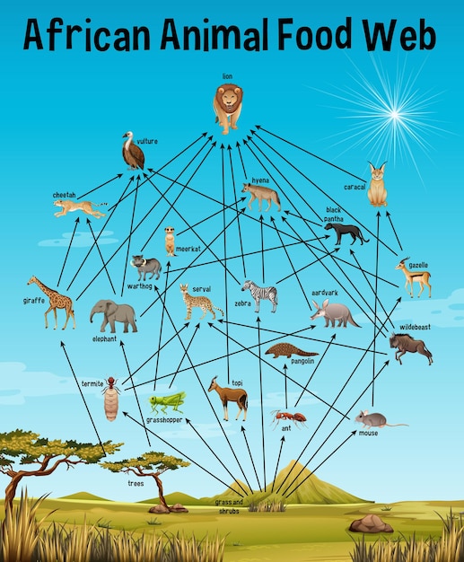 Bezpłatny wektor african animal food web dla edukacji