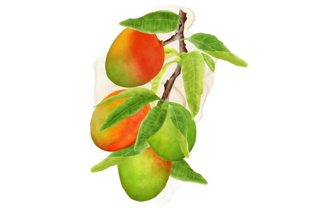 akwarela gałęzie mango i projekt wieńca