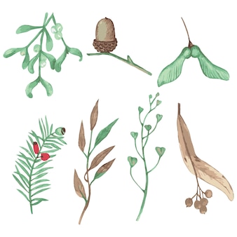 Akwarela ilustracja nasion roślin dębu lipowego na białym tle