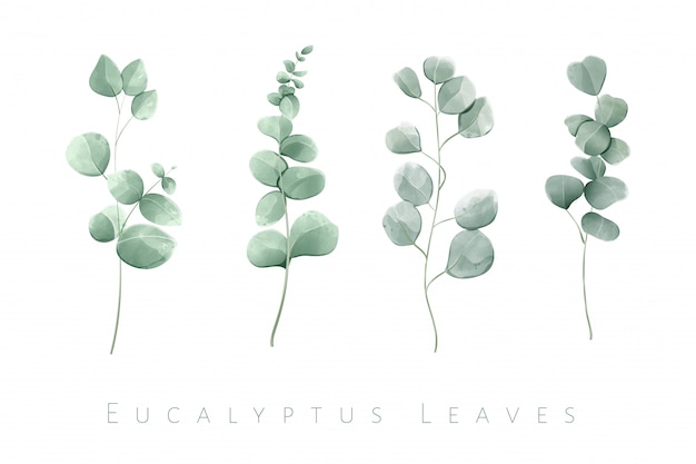 Akwarela na białym tle liści eukaliptusa w zestawie 4 gałęzi.