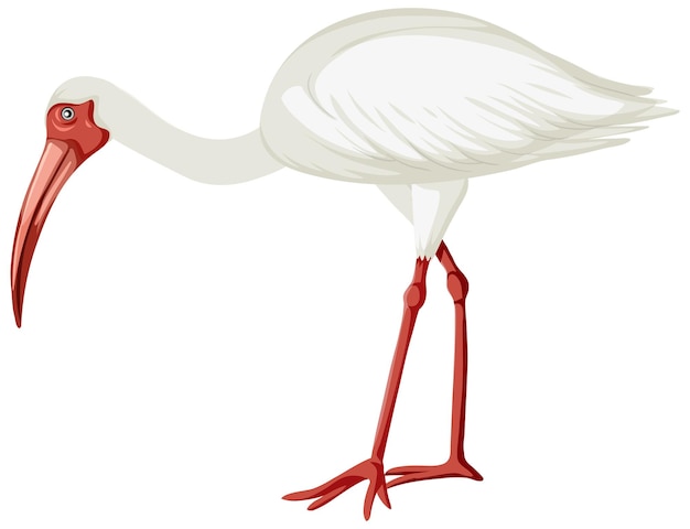 Bezpłatny wektor amerykański biały ibis na białym tle