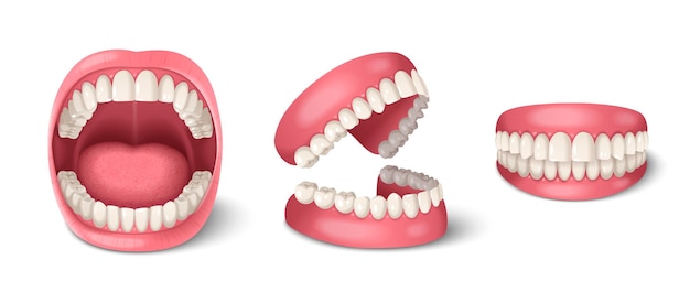 Bezpłatny wektor anatomia dentystyczna ludzkich zębów z realistycznymi szczękami na białym tle ilustracji wektorowych
