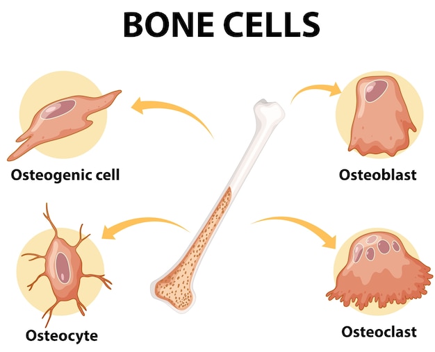 Bezpłatny wektor anatomia ludzkich komórek kostnych