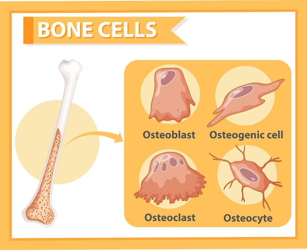 Anatomia Ludzkich Komórek Kostnych