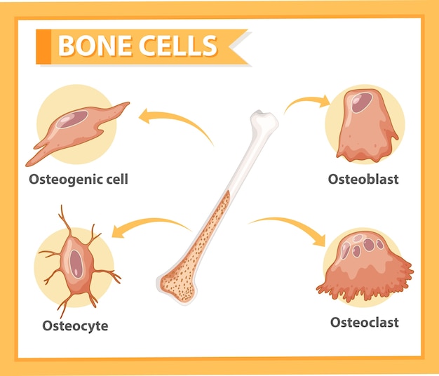 Bezpłatny wektor anatomia ludzkich komórek kostnych