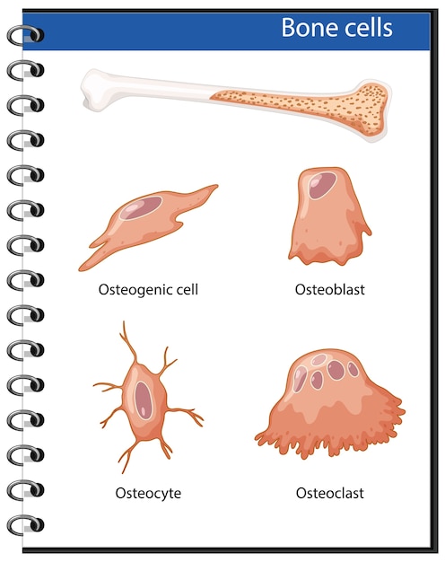 Bezpłatny wektor anatomia ludzkich komórek kostnych