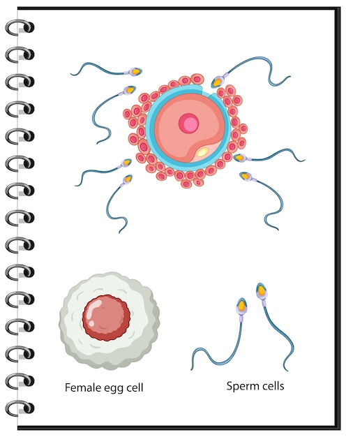 Anatomia Ludzkich Komórek Płciowych