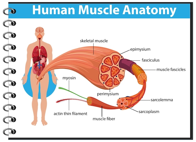 Bezpłatny wektor anatomia ludzkiego mięśnia z anatomią ciała