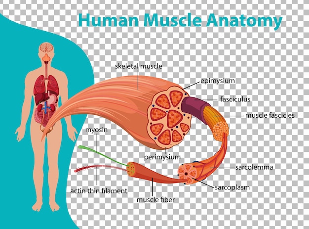 Anatomia ludzkiego mięśnia z anatomią ciała