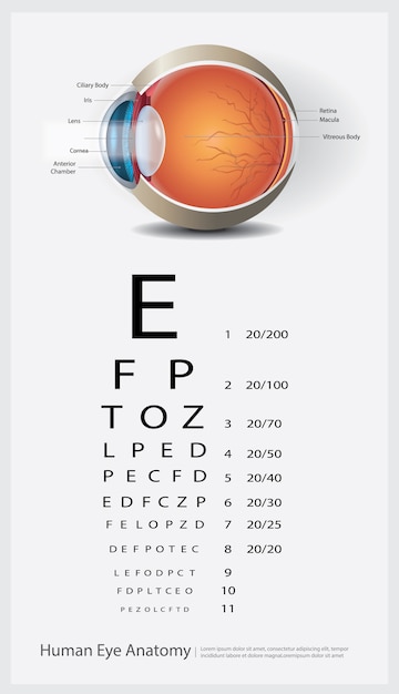 Bezpłatny wektor anatomia ludzkiego oka