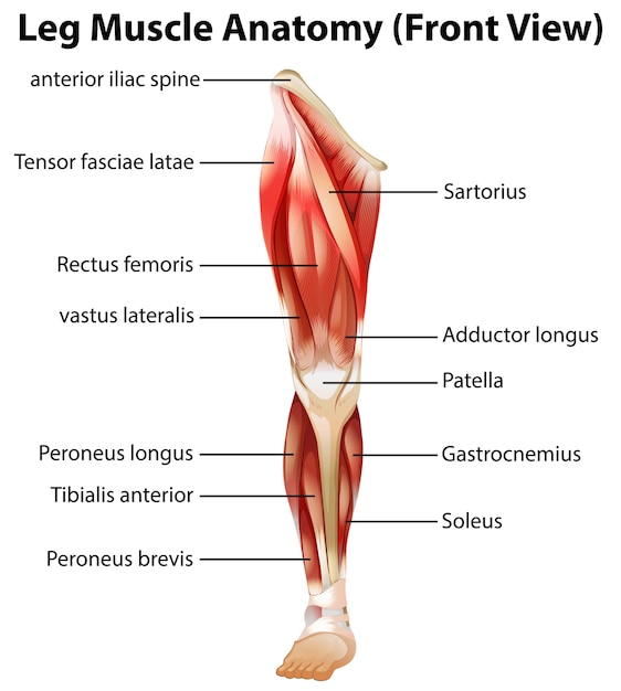 Bezpłatny wektor anatomia mięśni nóg (widok z przodu)