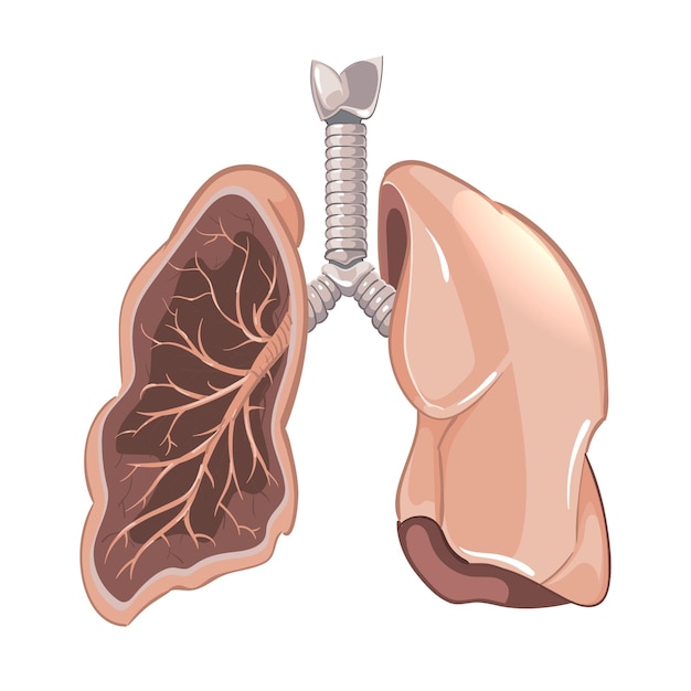 Bezpłatny wektor anatomia płuc człowieka, schemat raka