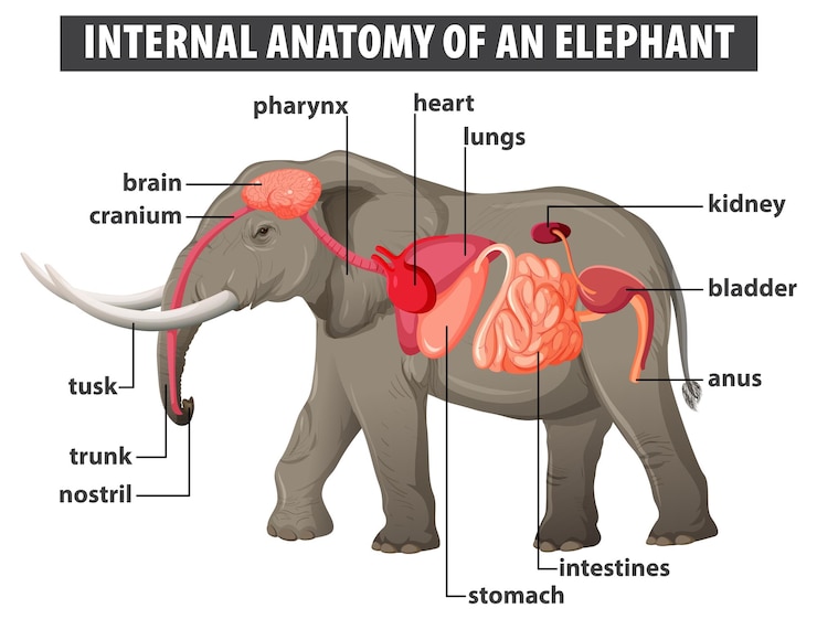 Bezpłatny plik Wektor anatomia wewnętrzna słonia