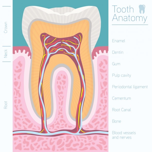 Anatomia Zębów Projekt