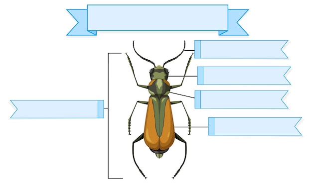 Bezpłatny wektor anatomia zewnętrzna arkusza brachinus