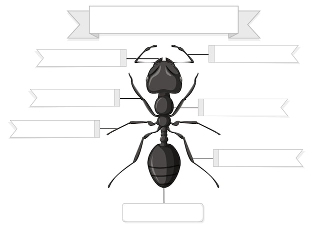 Anatomia zewnętrzna arkusza roboczego mrówek