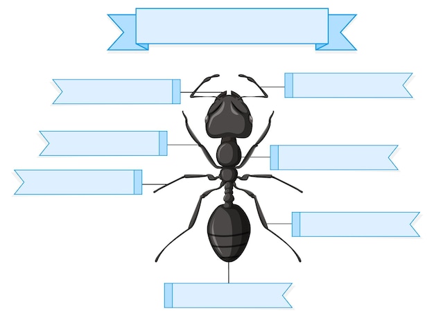 Bezpłatny wektor anatomia zewnętrzna arkusza roboczego mrówek