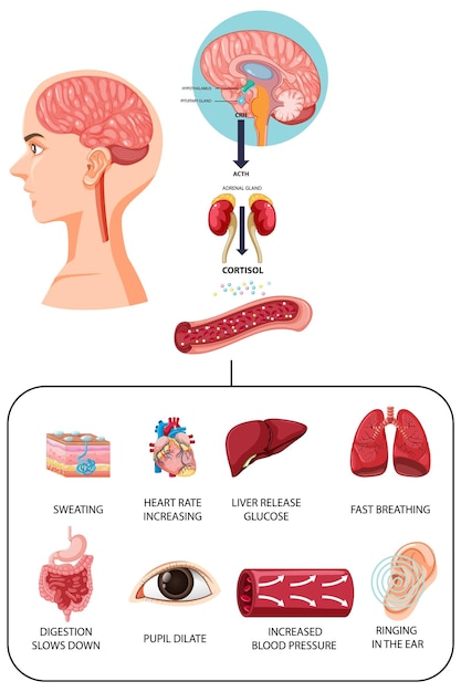Bezpłatny wektor anatomiczny diagram odpowiedzi na stres z wewnętrznym ciałem